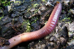Deževnin. Življenjski slog in rainworm habitat Deževnin. Življenjski slog in rainworm habitat